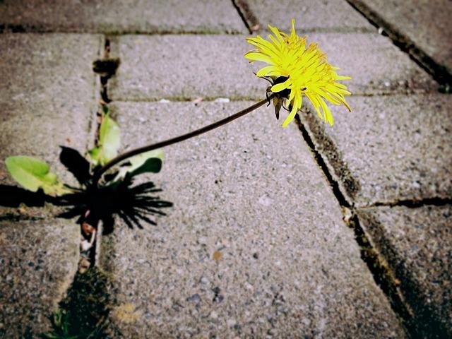 Gartenarbeit Gartenarbeit